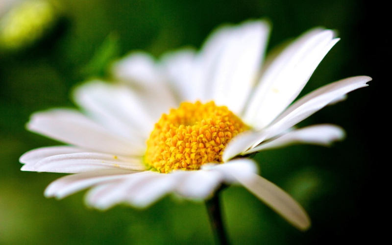 pollen, 1080P, petals, daisy, flower