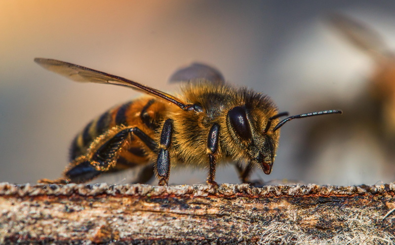 bee, outdoors, one animal, bees stand, nature, animal world, animals in the wild, no people, honey, invertebrate, solid, animal wildlife, day, animal themes