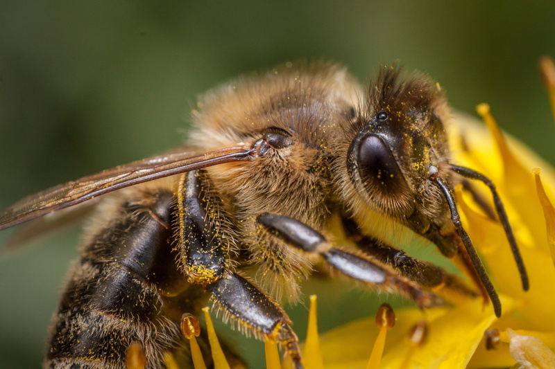 animal themes, beekeeping, animal head, plant, animal eye, outdoors, focus on foreground, green Color, springtime, flower, extreme close-up, beauty in nature