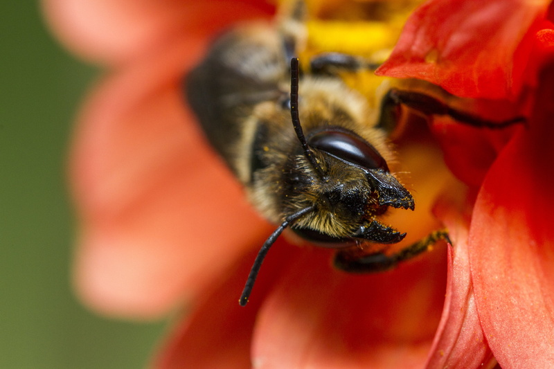 animal, Little, Leaf, nature, DOF, honey, USM, UK, f/2, yellow, Hymenoptera, Summer, Canon EF, pollination, 5K, Extension, macro photography, pollen, Peterborough