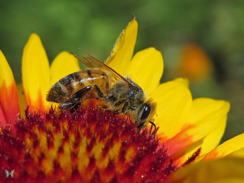 explore, 1080P, sunflower, daytime, flower, macro, SWALLOWTAIL, summer, blanket flower, SEEDS, springtime, yellow, nature, close-up, Gaillardia aristata