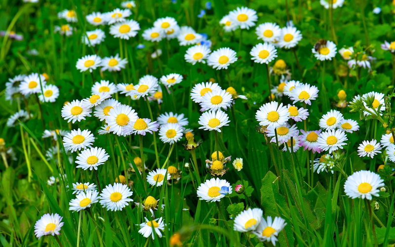 Grass, White, Daisy, Flowers, common, 1080P, daisies, Green, Leaves