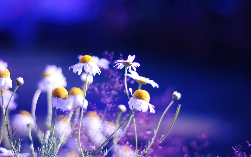Daisy, Background, Blue, 2K, Flowers
