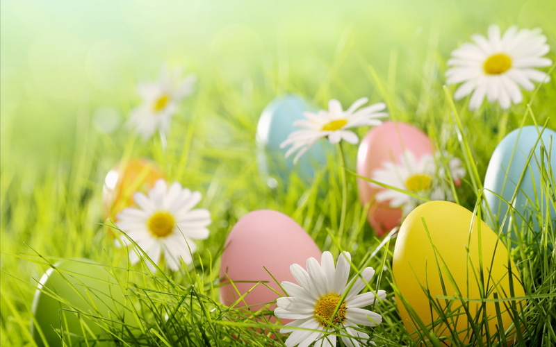 Flowers, Eggs, Easter, Grass, 2K, Daisies, White