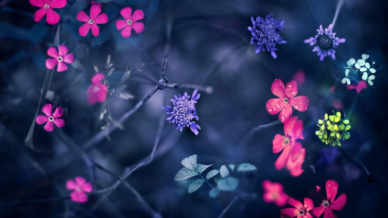 4K, bloomy, fantasy, flower, spring, twigs