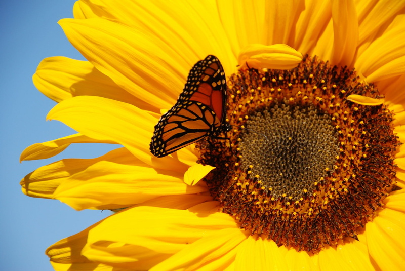 close-up, animal wing, animals in the wild, no people, vulnerability, pollination, flower, flowering plant, inflorescence, animal, fragility, freshness