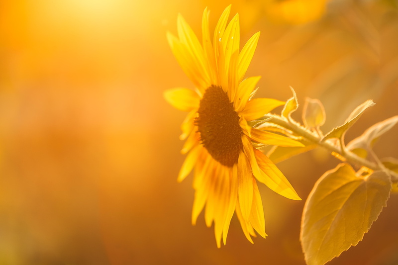 sunflowers, fragility, plants, vulnerability, no people, leaves, yellow flowers, flowering plant, flower, soft focus, 2K, pollen, plant, nature, vibrant color