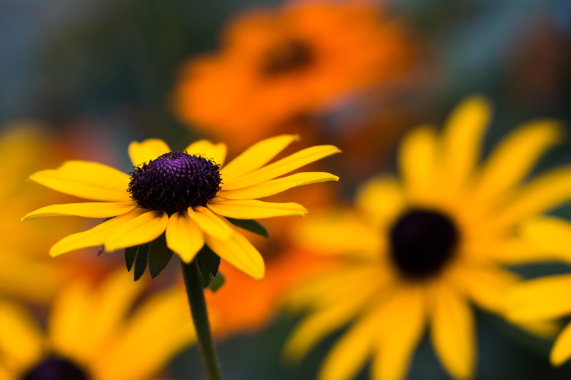macro, gazania, day, flower head, sunflowers, focus on foreground, flower, yellow, growth, petal, flowering plant, nature, outdoors, beauty in nature, inflorescence