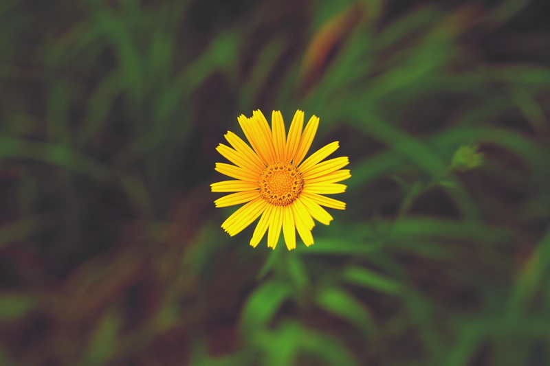 sunflowers, 1080P, macro, flowers