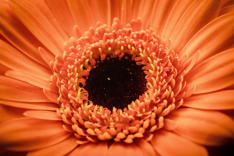 vulnerability, pollen, 5K, flowering plant, sunflowers, freshness, plant, backgrounds, beauty in nature, gerbera daisy, macro, growth, full frame, flower head