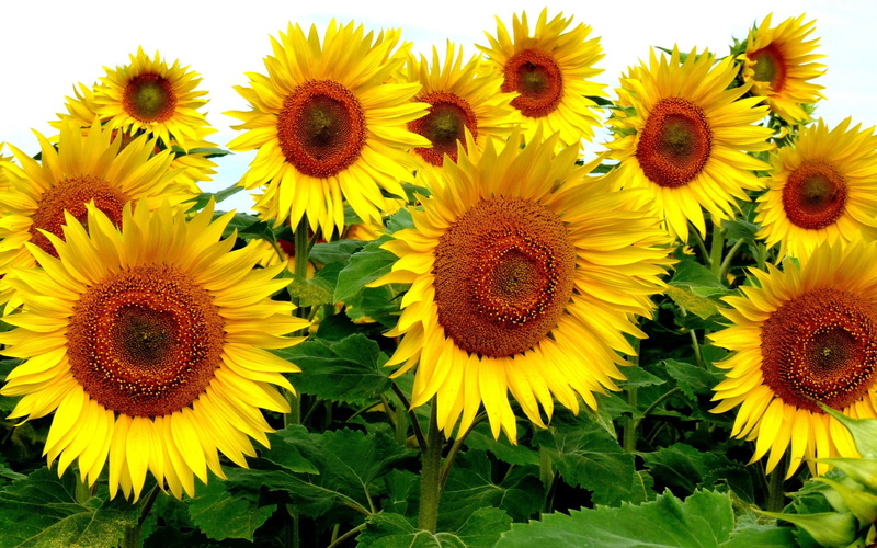 plants, yellow flowers, sunflowers, 1080P, nature