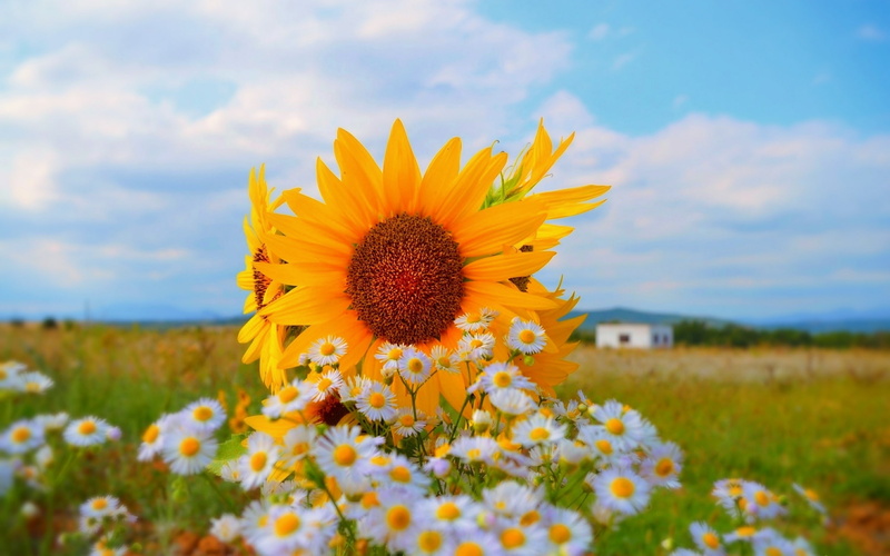 sunflowers, flowers, plants, 2K
