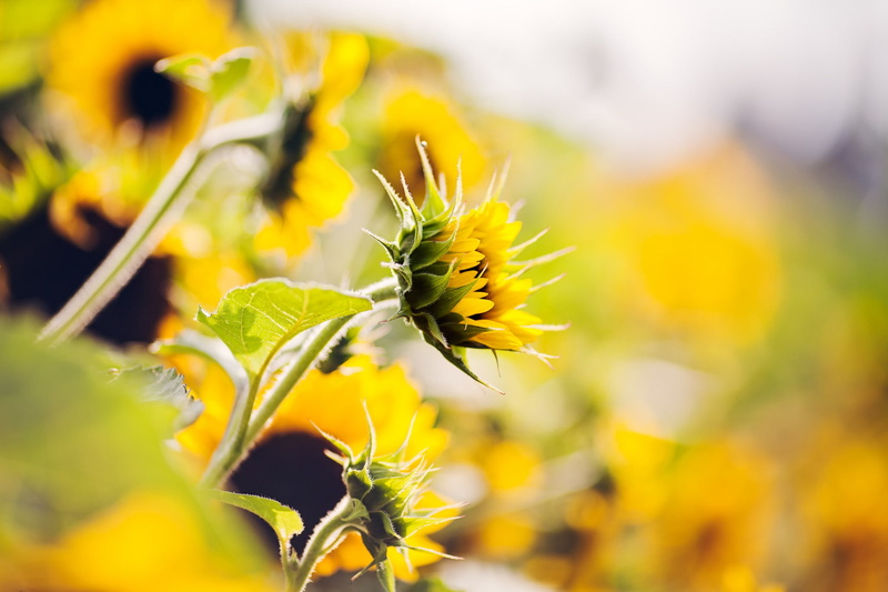 sunflowers, growth, flower head, close-up, animal, flower, animal wildlife, vulnerability, outdoors, nature, beauty in nature, animal themes, no people