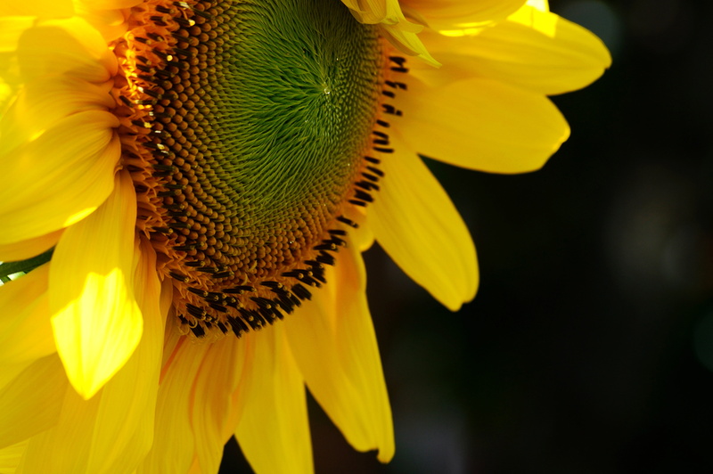 nature, agriculture, Sunflower, flower, yellow, plant, 5K, petal, outdoors, dof, close-up, summer