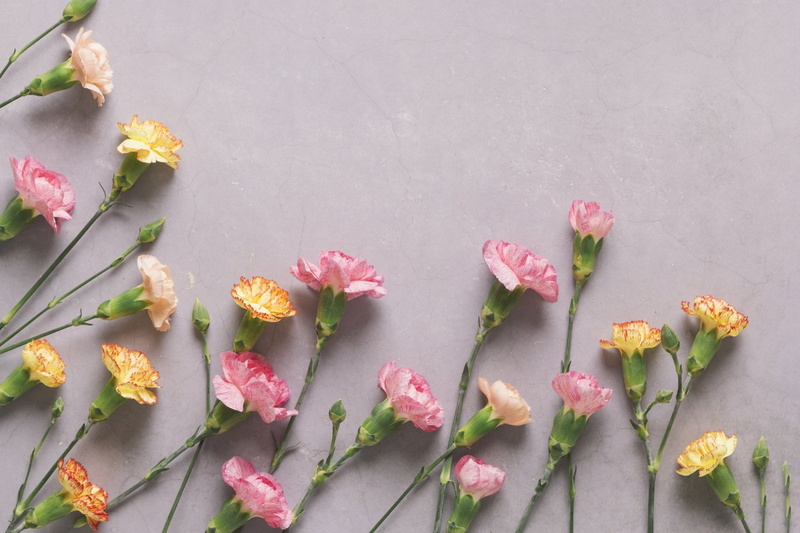 Flower, Man Made, Carnation, Pink Flower, 1080P, Still Life, Yellow Flower