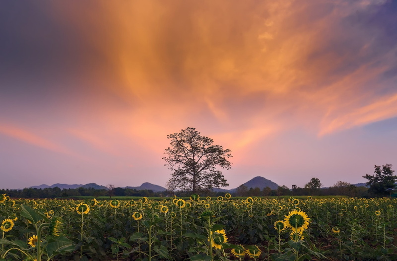 environment, flowers, sunflowers, land, rural scene, field, cloud - sky, flower, tranquil scene, beauty in nature, tree, outdoors, idyllic, plant, landscape