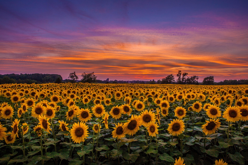 5K, outdoors, landscaped, orange color, beauty In Nature, petal, vibrant Color, sky, landscape, season, land, flower Head, multi Colored, dusk, summer