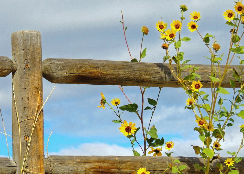 boundary, sunflowers, beauty in nature, day, wooden post, tranquility, wood - material, nature, land, cloud - sky, no people, 1080P, flower head, growth