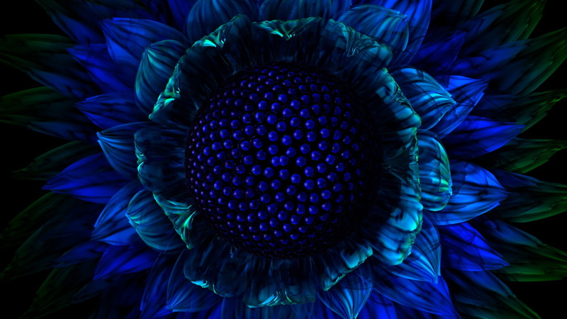 backgrounds, day, photography, 2K, macro, nature, full frame, blue, flowering plant, freshness, flowers, sunflower, growth, beauty in nature, pollen, plant