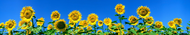 flower, multi, fleur, fleurs, screen, tournesol, monitor, multiple, triple, sunflower, 5K, flowers