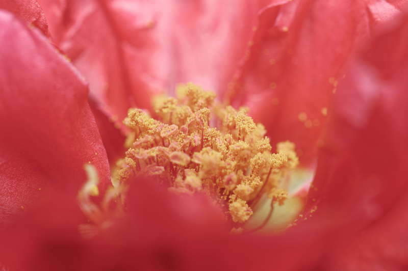 pink color, flower head, full frame, plant, inflorescence, growth, vulnerability, no people, outdoors, petal, extreme close-up, flowering plant, fragility