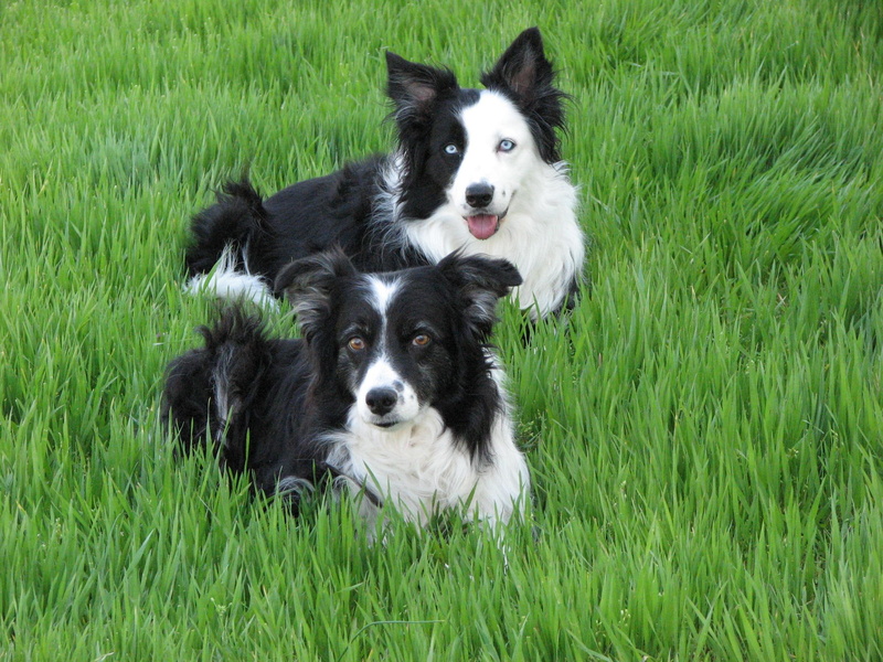 border collie, animals, 1080P, two, girls