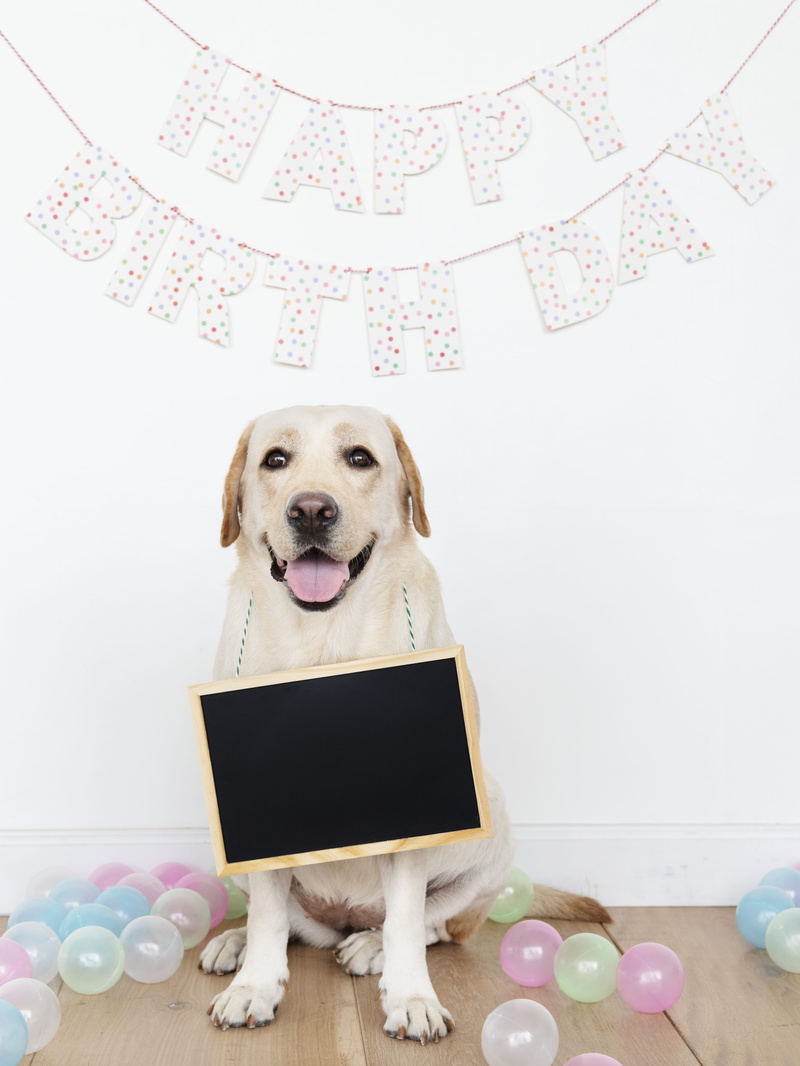 labrador, indoors, photo, canine, pet, sign, domestic animals, panting, pet dog, sitting, adorable, domestic animal, pets, domestic, 5K, portrait, front view