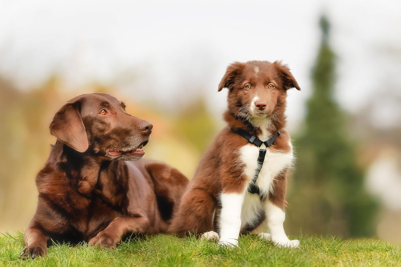 obedience, 1080P, sitting, plant, brown, portrait, canine, animal, white, labrador, outdoors, focus on foreground, friendship, playful, domestic Animals