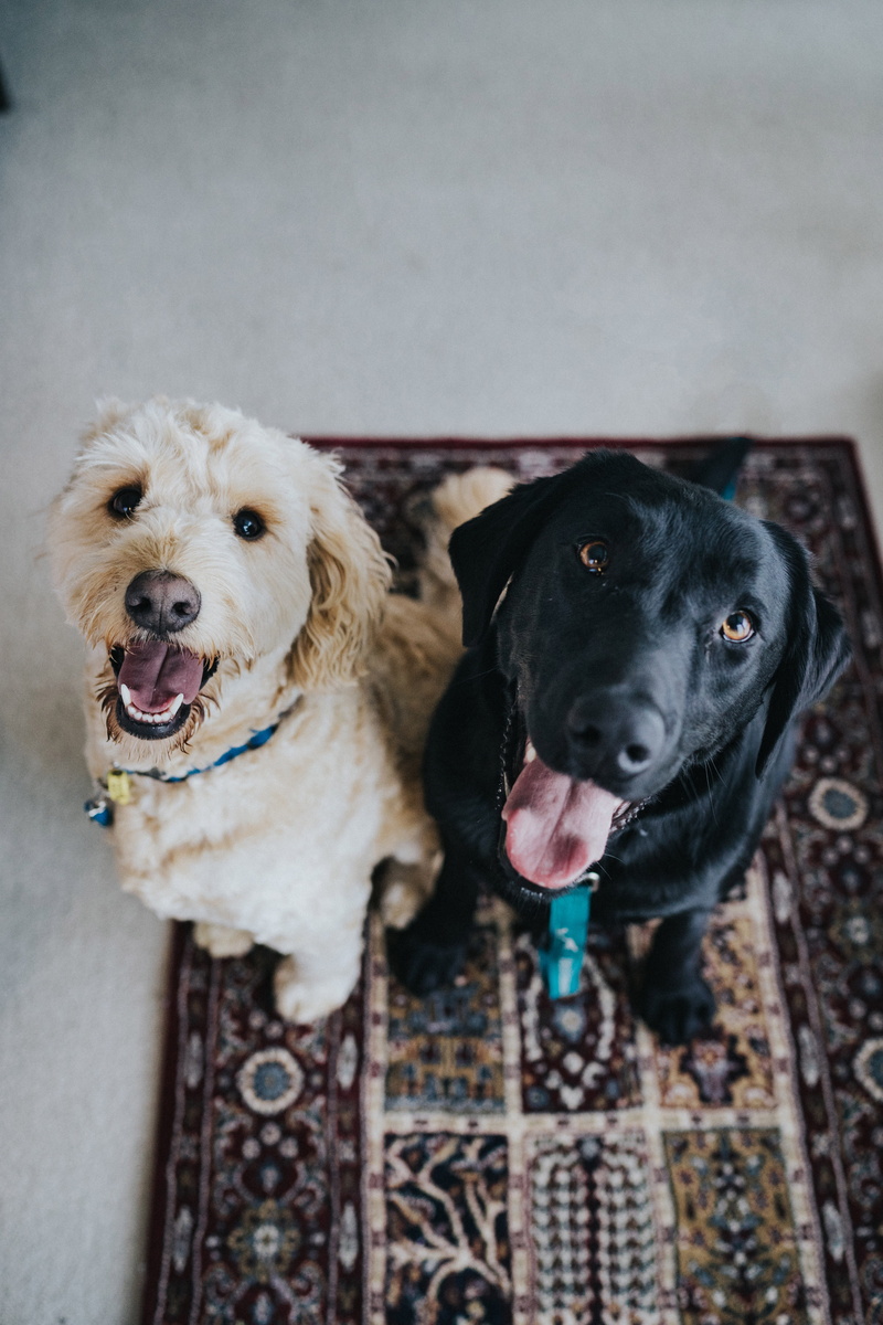 panting, goldendoodle, rug, labrador, dogs, close-up, canine, maroon, mouth open, domestic, pet, retriever, one animal, dog, vertebrate, beside, looking at camera