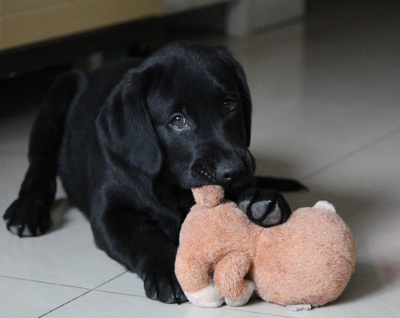 pets, labrador, puppy, mammal, domestic animals, tiled floor, black color, 4K, sitting, flooring, relaxation, one animal, sell ​​meng, toy, vertebrate