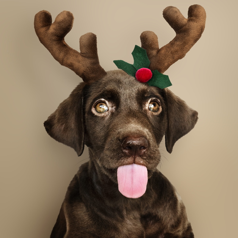 adorable, sticking out tongue, animal tongue, indoors, retriever, headband, brown, little, labrador retriever, holiday, selective, eyes, domestic animals