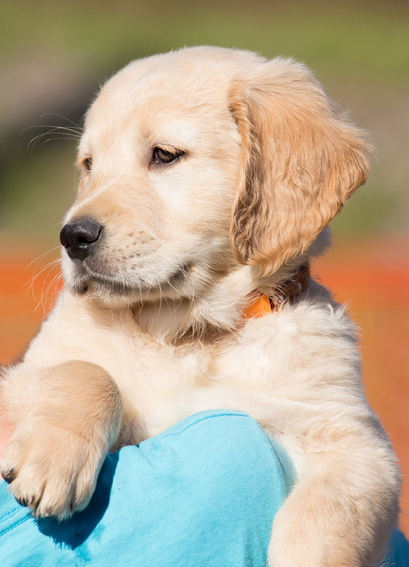 purebred dog, domestic, animal themes, pets, pet, golden retriever, looking, no people, looking away, young animal, 2K, close-up, photography, day, relaxation