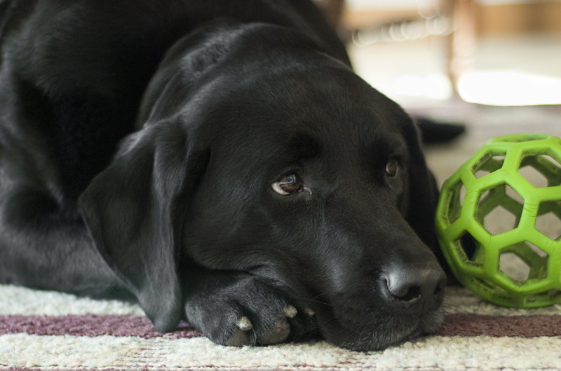 2K, black, close-up, Black Lab, relaxation, adorable, mammal, friend, Labrador Retriever, no people, brown, puppy, white, retriever, animal themes, domestic animals