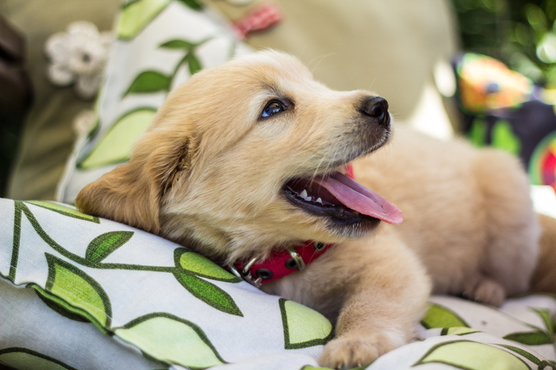 labrador, pets, one animal, mouth open, canine, dog, furniture, sitting, animal themes, 5K, mammal, close-up, cute, puppies, no people, white, puppy, purebred Dog