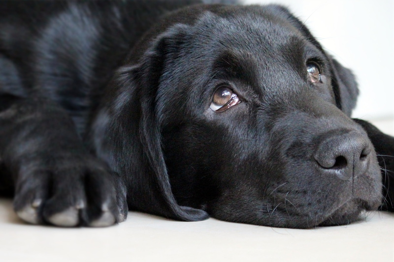 photo, lying down, daze, one animal, black, labrador retriever, domestic animals, adult, close-up, dog, no people, relaxation, labrador, domestic, canine
