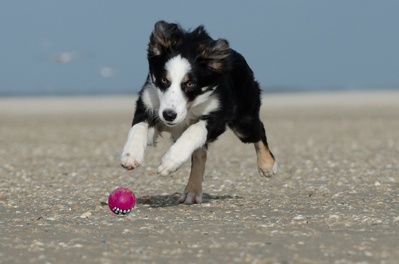 1080P, animal themes, british sheepdog, purebred dog, white, chasing, nature, day, apport, brown, mammal, pets, canine, no people, domestic, pink, border Collie