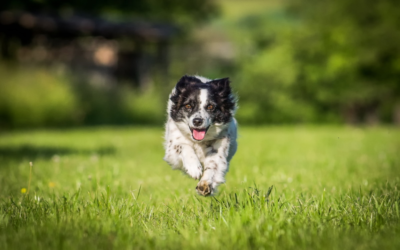 white, pets, outdoors, field, photography, daytime, grass, black, Australian Shepherd, shepherd, green, collie, australian, hunde, sheepdog, animal, 1080P