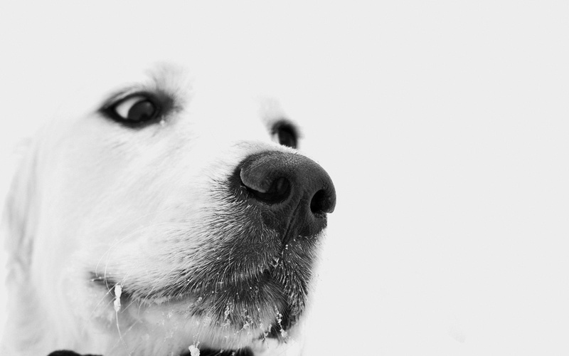 short, golden retriever, golden, 2K, white, close, dog, animals, black, retriever, coated, 2560x1600