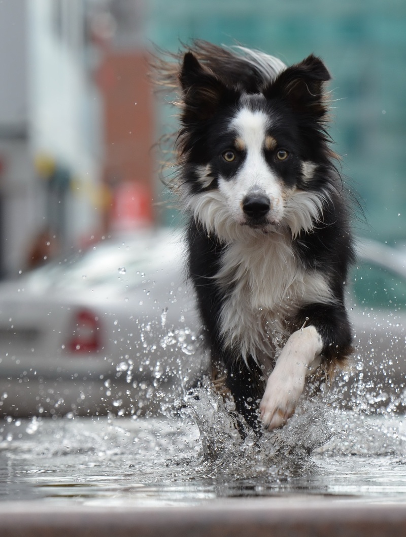 domestic, animal, vertebrate, mammal, old town, day, border, body, no people, domestic animals, city, one animal, water, adult, focus on foreground, 2K