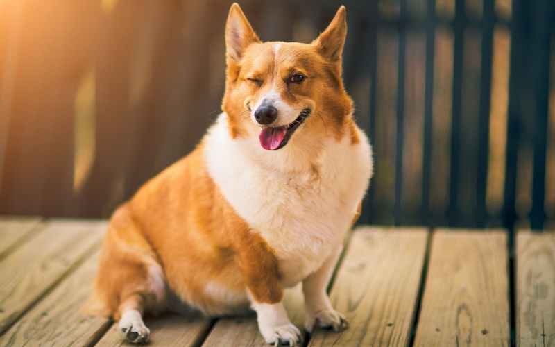 dog, Corgi, domestic animals, 1080P, no people, domestic, flooring, sitting, one animal, sunlight, animals, pets, facial expression, Collie, panting, mouth open