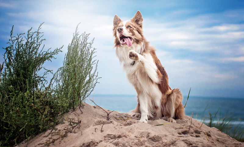 sky, sea, no people, facial expression, animal themes, Collie, land, canine, cloud - sky, domestic animals, dog, mammal, domestic, animal, nature, animals