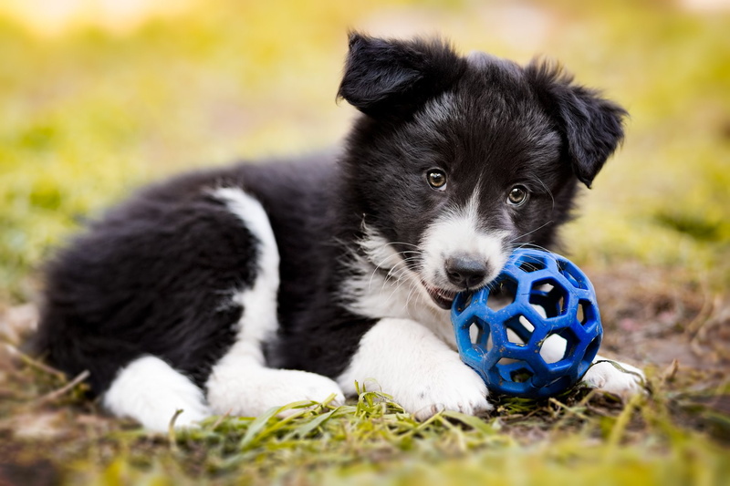 ball, grass, no people, portrait, Border Collie, animal themes, blue, animal, young animal, mammal, one animal, sitting, pets, 1080P, playing, Baby Animal