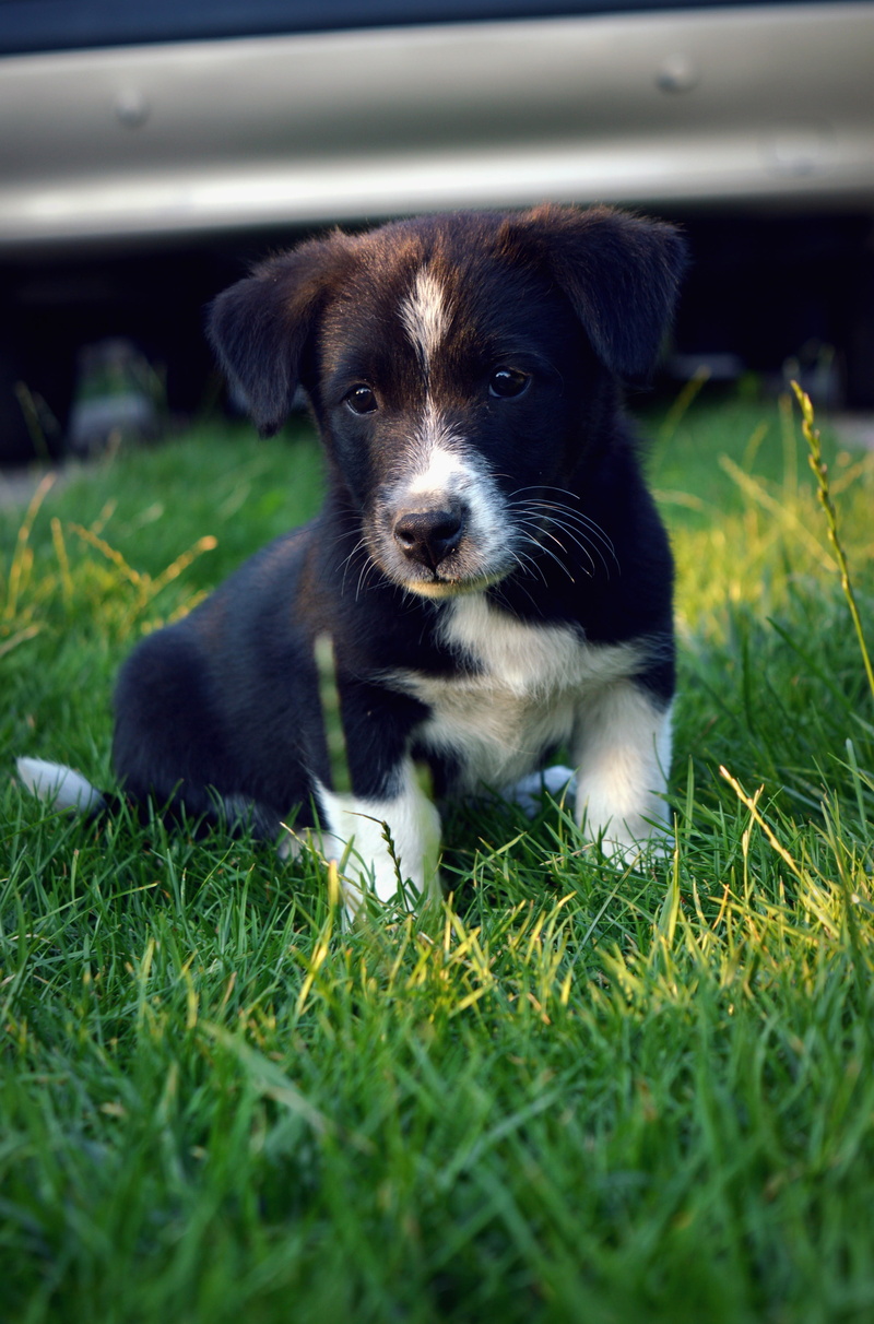 plant, one animal, canine, Collie, young animal, short, dog, 4K, cute, domestic animals, pets, people, grass, domestic, coated, teenager, portrait, border collie