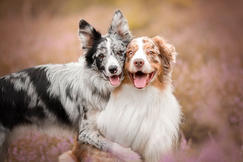 1080P, Dogs, Dog, Pet, Border Collie, Australian Shepherd