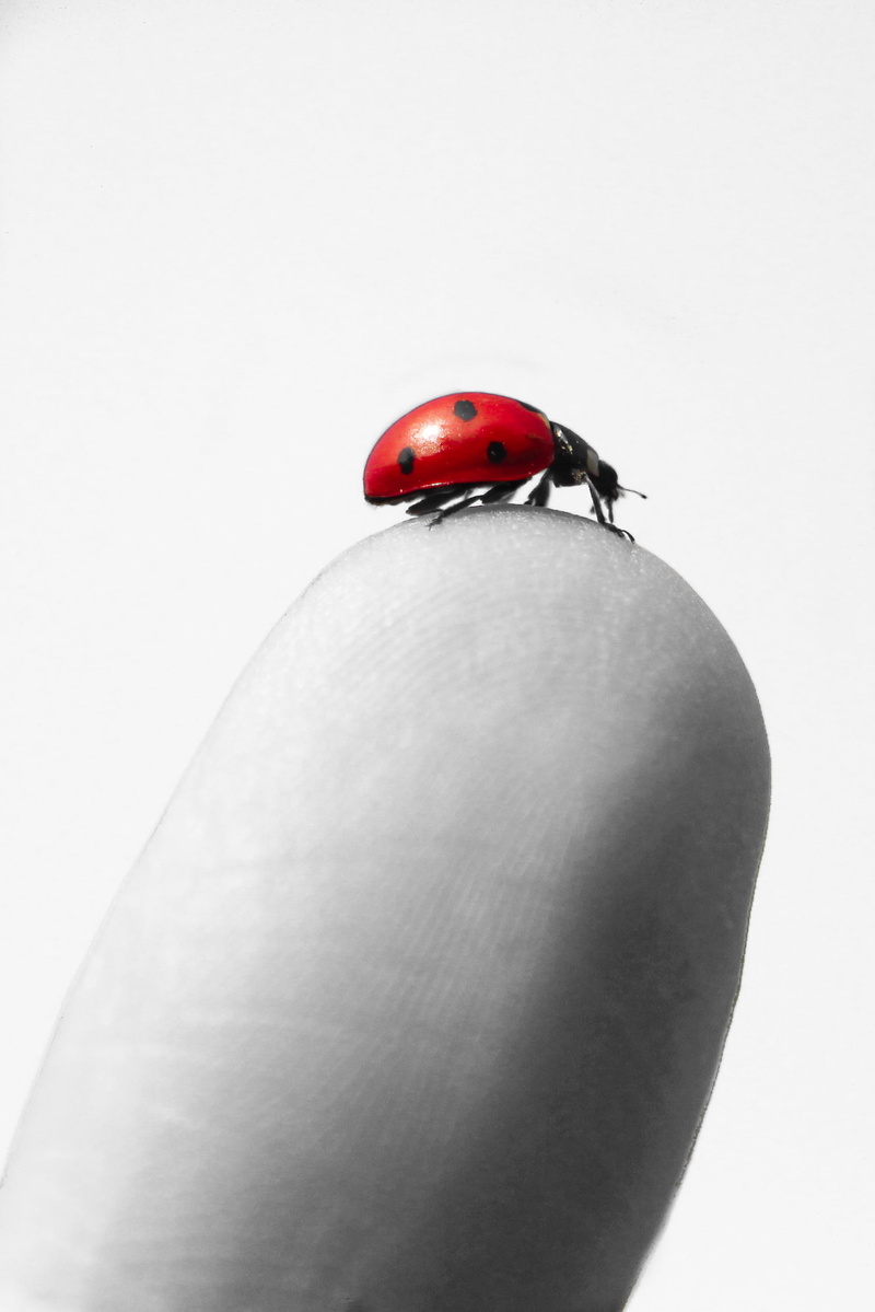 selective, selective color, canon  550d, beetle, 1080P, red, nature, color photo, Coccinellidae, color, animal, close-up, macro, insect, photo, spotted