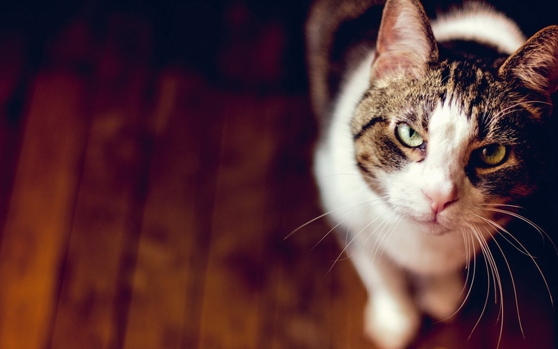 cat, depth of field, animals, 1080P, wooden surface