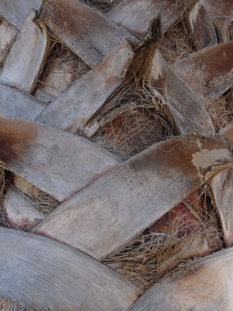 nature, no people, palm tree texture, pattern, brown, grey texture, timber, full frame, close-up, high angle view, background texture, land, stack, interlocking texture