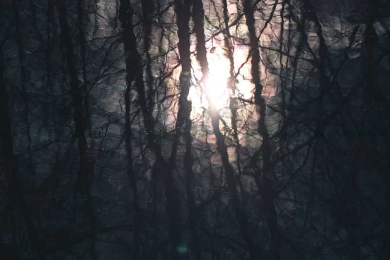 2K, silhouette, water, branch, distortion, branches, plant, fog, bare tree, tree, beauty in nature, blurry, interlocking, tranquility, tranquil scene