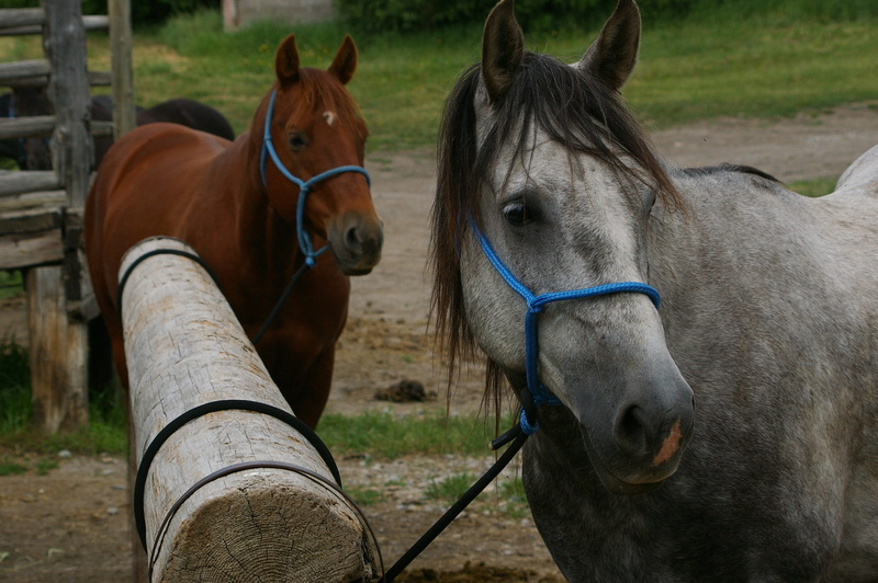animal themes, hitching, country, quarter horse, animal head, animal wildlife, vertebrate, paint, equine, outdoors, nature, hitch, ride, bridle, riding