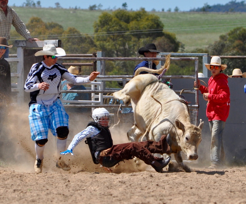 1080P, cattle, action, group of people, domestic animals, sport, rodeo, group of animals, farm, occupation, spurs, lifestyle, livestock, man, domestic